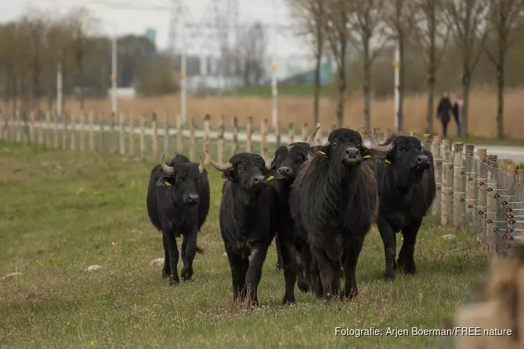 Primeur: waterbuffels in Noord-Hollandse natuur