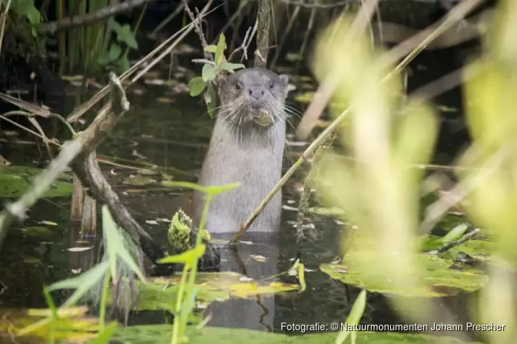 Na halve eeuw weer otter geboren in het Naardermeer