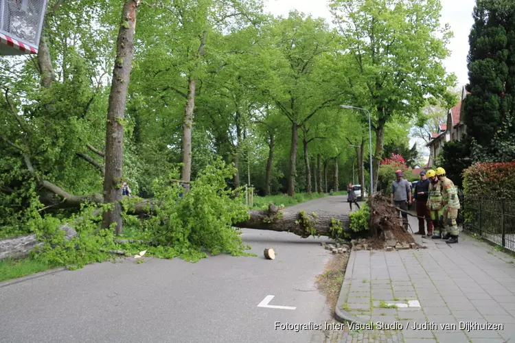 Boom uit grond gerukt door harde wind in Hilversum