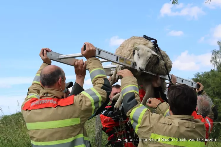 Schaap gered door brandweer in &#39;s-Graveland