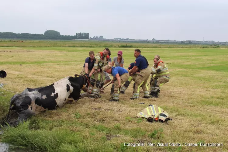 Koe uit de sloot gered in Blaricum