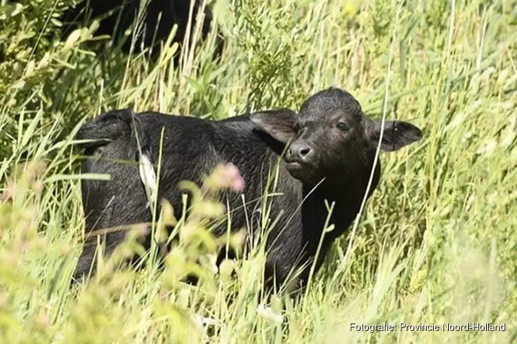 Eerste waterbuffels geboren in Waterlandtak-West (Diemerscheg) Muiden