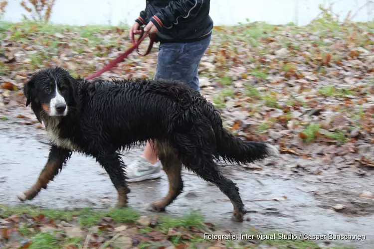 Hond uit water gered in Naarden-Vesting