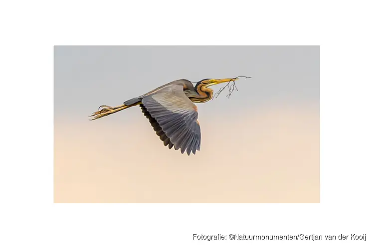 Broedplekken zeldzame purperreiger Naardermeer beschermd