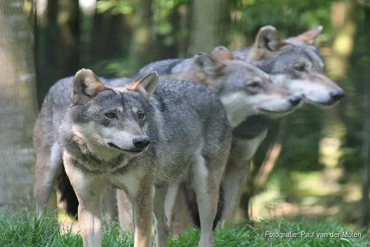 Aanwezigheid wolf in Noord-Holland vastgesteld