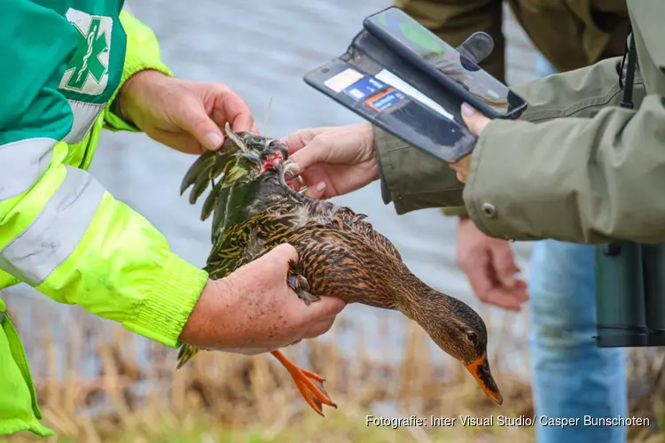 Eend gered in park Huizen