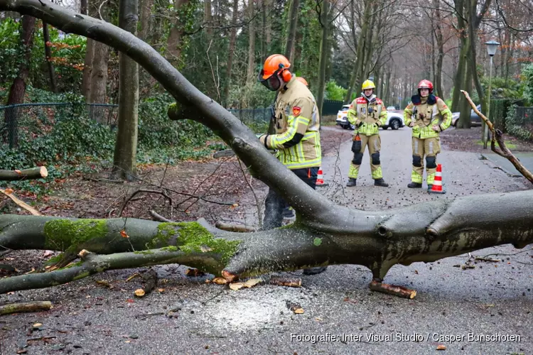 Boom op de weg in Blaricum