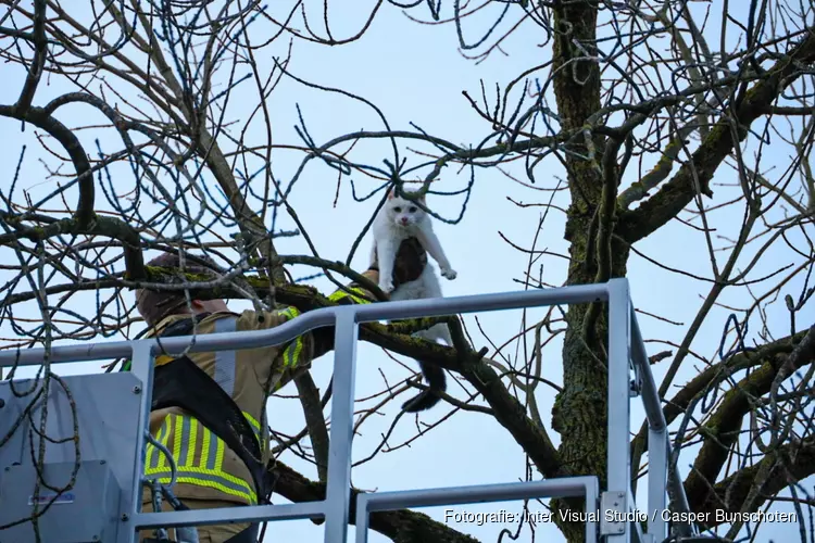 Kat gered uit boom in Huizen