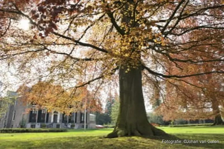 Ontdek de bijzondere bomen op buitenplaats Boekesteyn in ’s-Graveland