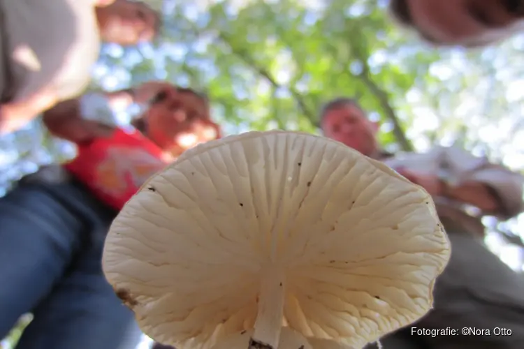 Ontdek de herfst op Boekesteyn in 's-Graveland