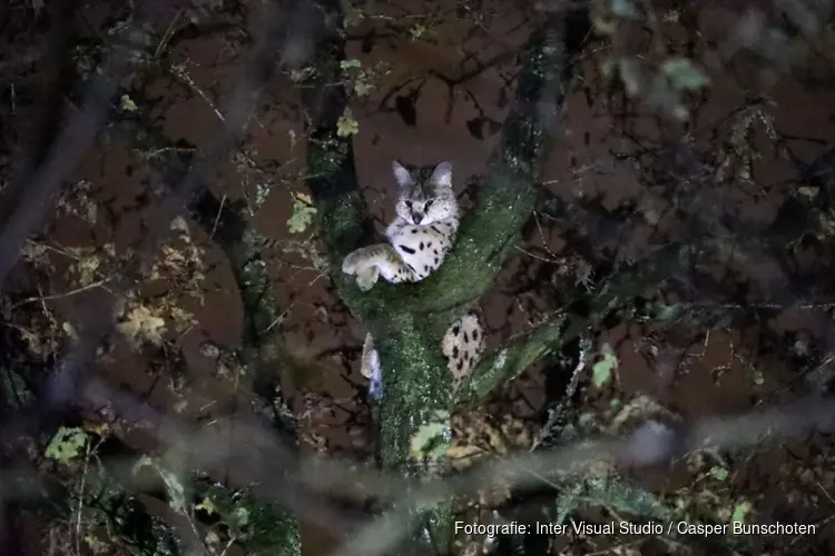Vermiste serval aangetroffen in boom in Huizen