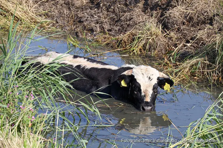 Brandweer bevrijdt vastzittende stier uit sloot