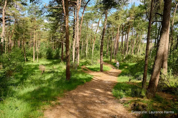 Nieuwe tweedaagse Nivon-trektocht. Dompel je onder in de Utrechtse Heuvelrug