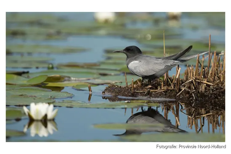 Verbetering van leefgebied moerasvogels in Loosdrechtse Plassen