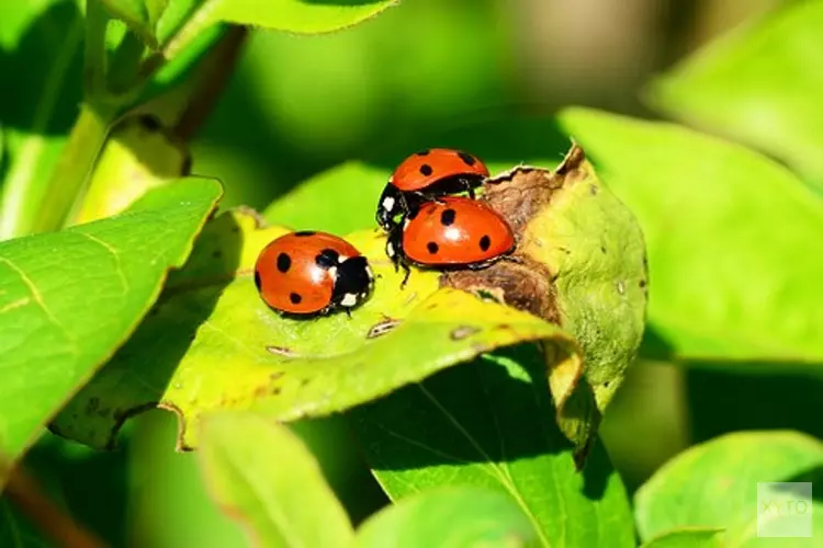Kindergemeenteraad kiest voor insectenvriendelijke gemeente