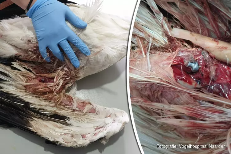 Ooievaar bezwijkt alsnog aan beschieting: vogelhospitaal jaagt op dader