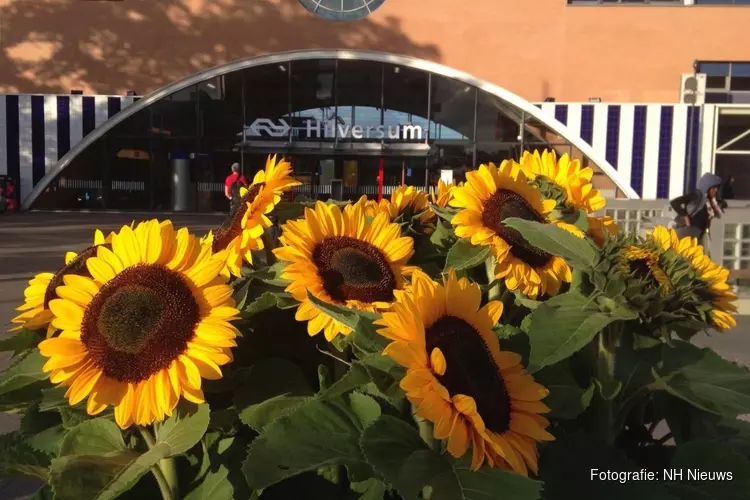 Hilversum weer vol zonnebloemen voor MH17-herdenking