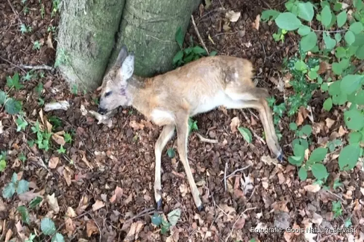 Hond bijt jonge ree dood in het Gooise Spanderswoud: "Het is regelmatig raak"