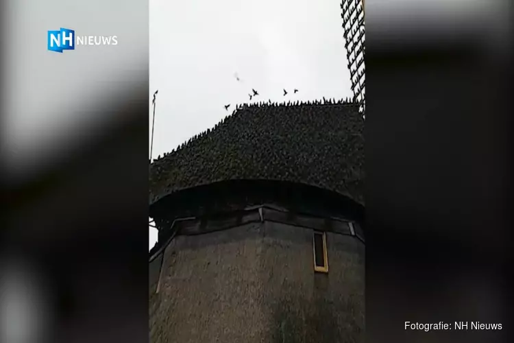 Duizenden spreeuwen bij molen in Kortenhoef