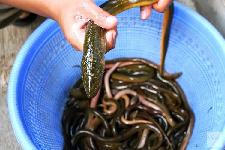 Visstroper van Loosdrechtse plassen geplukt: meer dan 400 kilo illegaal gevangen paling