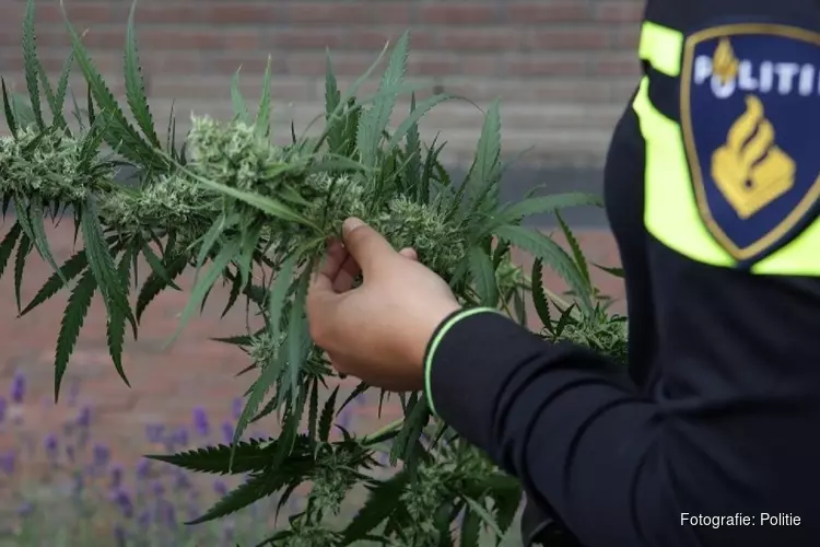 Hennepkwekerij met honderden planten gevonden in Hilversumse woning