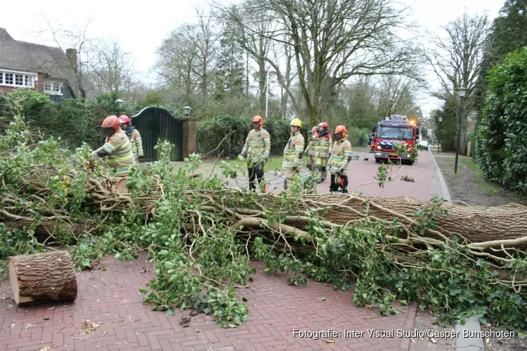 Boom op de weg Schapendrift in Blaricum