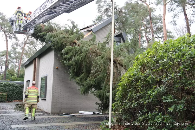 Boom beland tegen gevel van woning Naarden