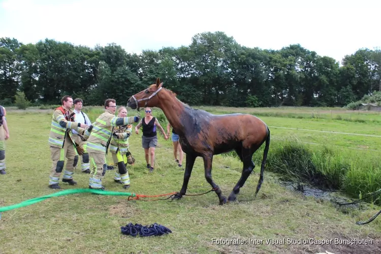 Paard uit sloot gered in Blaricum