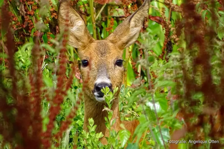 Ga vrijdag 24 juli in de avondschemering op pad met de boswachter en ontdek reeën in het Corversbos