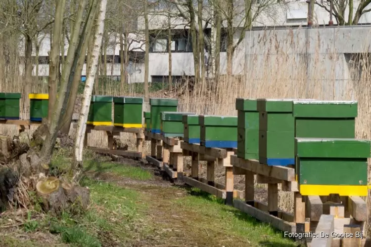 Wéér hebben vandalen het gemunt op Hilversumse bijenkasten: "De helft van de bijen is dood"