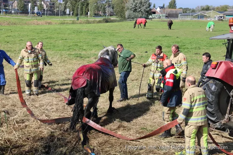 Brandweer redt paard uit diepe sloot in Nederhorst den Berg